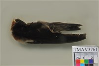 藏品(洋燕)的圖片